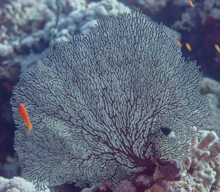 Annella mollis の写真 · ハルガダ近郊の紅海のリーフでダイバーが出会える種のひとつ