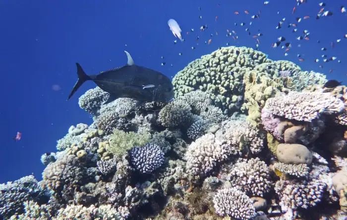 ロウニンアジ の写真 · 学名 Caranx ignobilis · ハルガダ近郊の紅海のリーフでダイバーが出会える種のひとつ