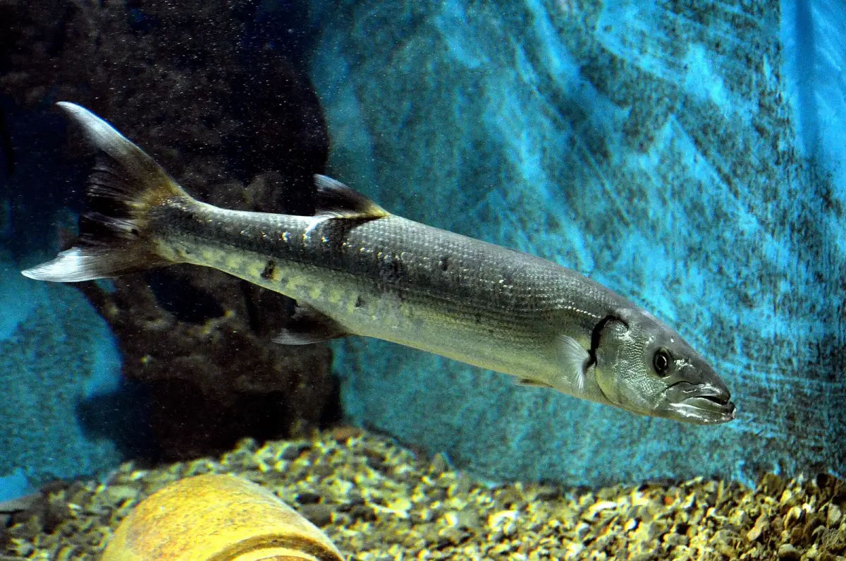 Fotografie cu Baracudă mare, denumire științifică Sphyraena barracuda, una dintre speciile pe care scafandrii le întâlnesc pe recifele din Marea Roșie lângă Hurghada
