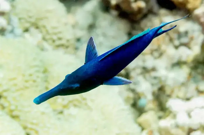 Gomphosus caeruleus の写真 · ハルガダ近郊の紅海のリーフでダイバーが出会える種のひとつ