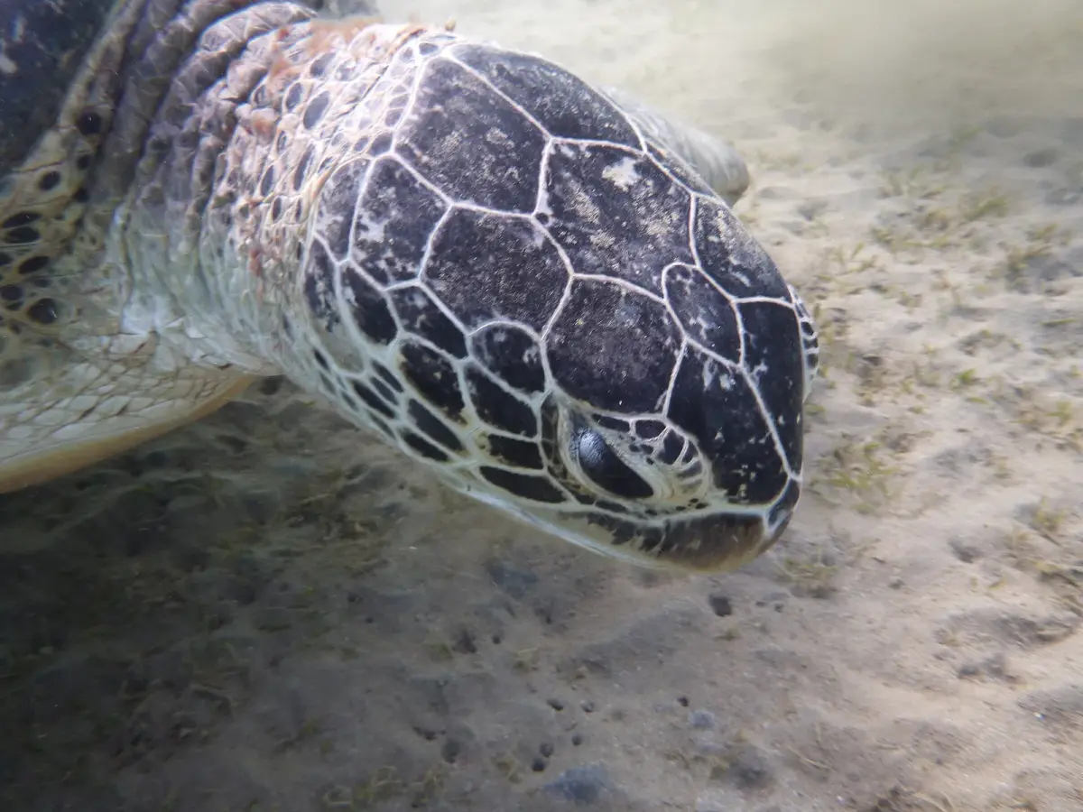 Photo de Tortue verte, nom scientifique Chelonia mydas, une des espèces que les plongeurs croisent sur les récifs de la mer Rouge près d'Hurghada