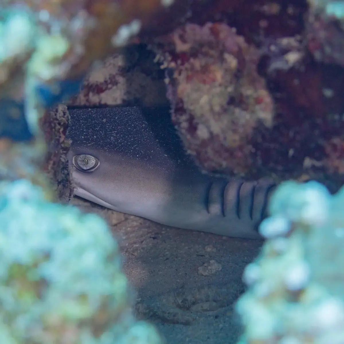 Fotografía de Carcharhinus amblyrhynchos, una de las especies que los buceadores encuentran en los arrecifes del mar Rojo cerca de Hurghada