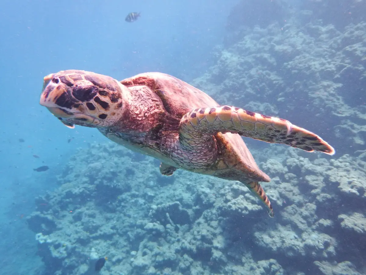 Photo de Tortue imbriquée, nom scientifique Eretmochelys imbricata, une des espèces que les plongeurs croisent sur les récifs de la mer Rouge près d'Hurghada