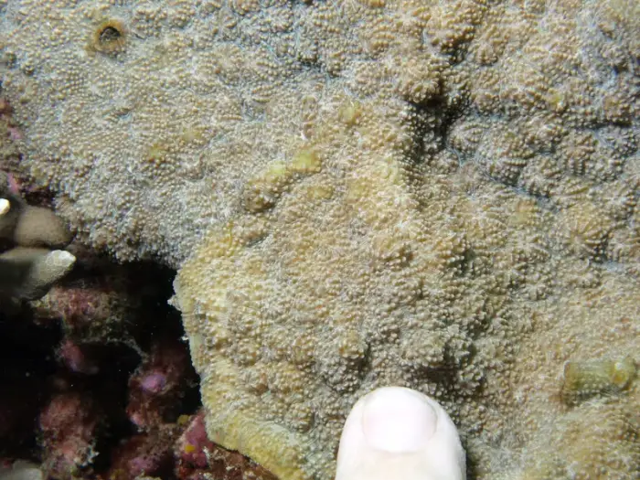 Echinopora gemmacea の写真 · ハルガダ近郊の紅海のリーフでダイバーが出会える種のひとつ