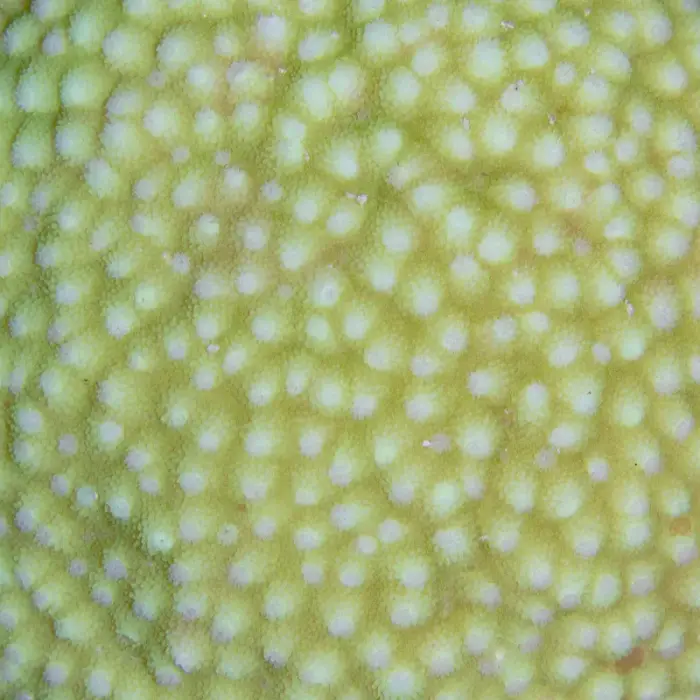 Diploastrea heliopora の写真 · ハルガダ近郊の紅海のリーフでダイバーが出会える種のひとつ