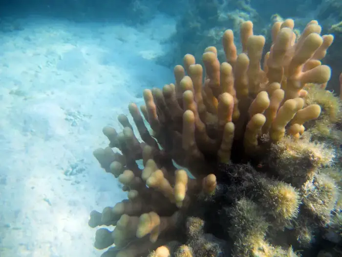 Stylophora pistillata の写真 · ハルガダ近郊の紅海のリーフでダイバーが出会える種のひとつ