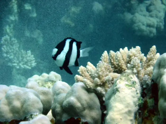 ミスジリュウキュウスズメダイ の写真 · 学名 Dascyllus aruanus · ハルガダ近郊の紅海のリーフでダイバーが出会える種のひとつ