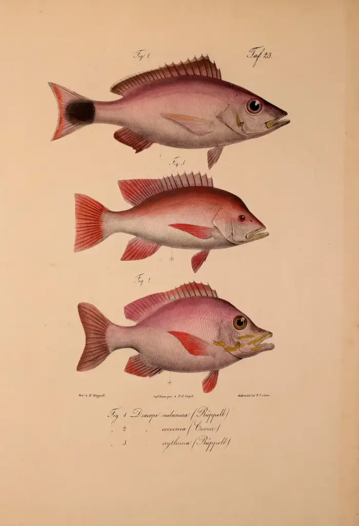 ヒメフエダイ の写真 · 学名 Lutjanus gibbus · ハルガダ近郊の紅海のリーフでダイバーが出会える種のひとつ