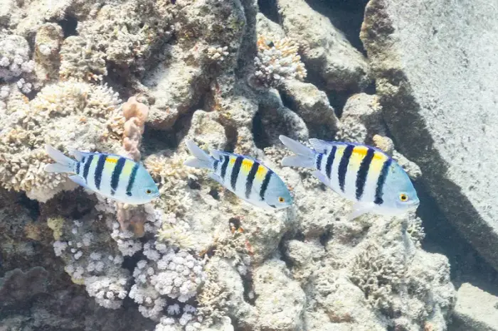オヤビッチャ の写真 · 学名 Abudefduf vaigiensis · ハルガダ近郊の紅海のリーフでダイバーが出会える種のひとつ