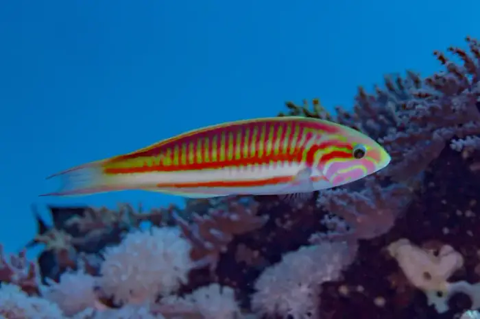 Thalassoma rueppellii の写真 · ハルガダ近郊の紅海のリーフでダイバーが出会える種のひとつ