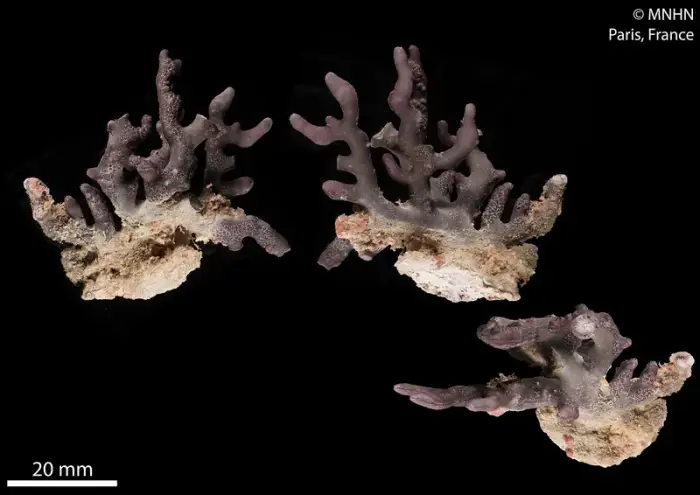 Distichopora violacea の写真 · ハルガダ近郊の紅海のリーフでダイバーが出会える種のひとつ