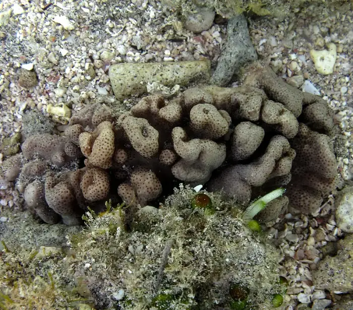 Cyphastrea serailia の写真 · ハルガダ近郊の紅海のリーフでダイバーが出会える種のひとつ
