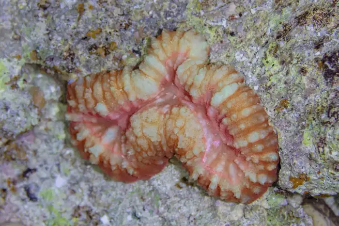 Lobophyllia hemprichii の写真 · ハルガダ近郊の紅海のリーフでダイバーが出会える種のひとつ