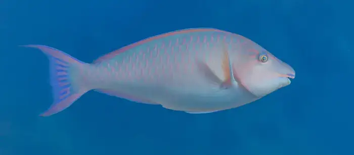 Hipposcarus harid の写真 · ハルガダ近郊の紅海のリーフでダイバーが出会える種のひとつ