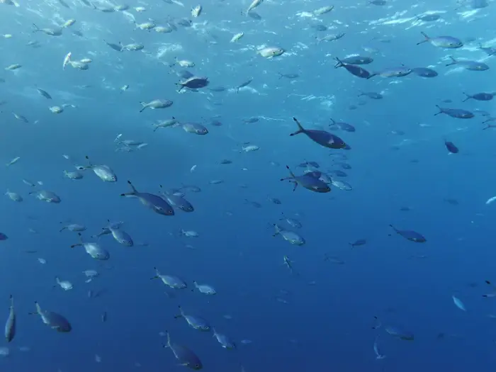 ハナタカサゴ の写真 · 学名 Caesio lunaris · ハルガダ近郊の紅海のリーフでダイバーが出会える種のひとつ