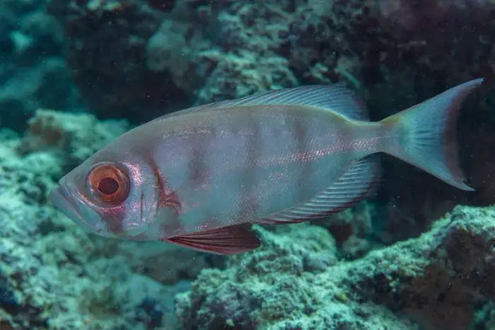 Priacanthus hamrur の写真 · ハルガダ近郊の紅海のリーフでダイバーが出会える種のひとつ