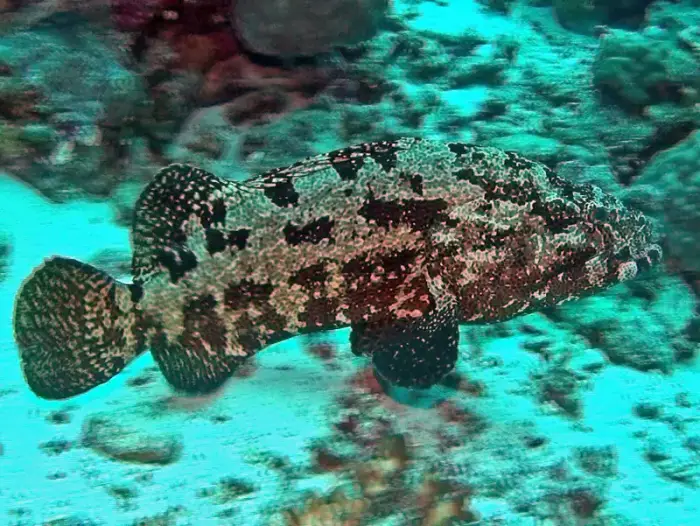 ヤイトハタ の写真 · 学名 Epinephelus malabaricus · ハルガダ近郊の紅海のリーフでダイバーが出会える種のひとつ