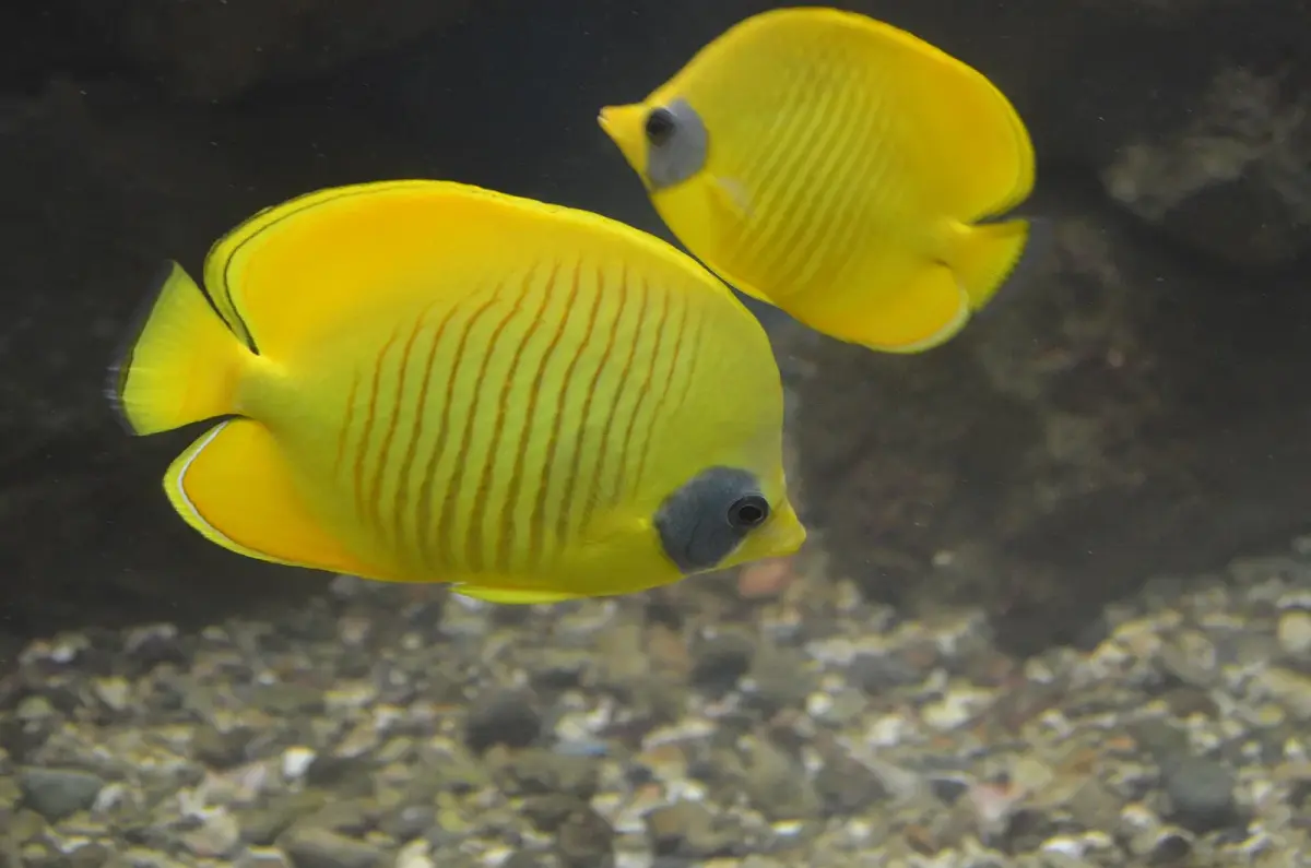 Fotografie druhu Chaetodon semilarvatus, jednoho z druhů, které potápěči potkávají na útesech Rudého moře u Hurghady