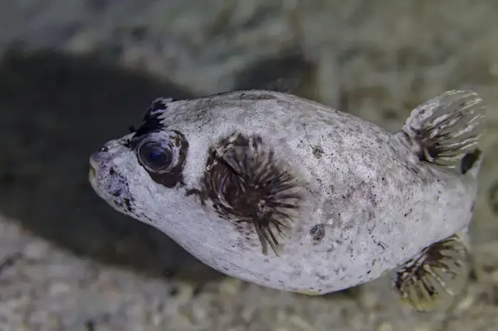 Arothron diadematus の写真 · ハルガダ近郊の紅海のリーフでダイバーが出会える種のひとつ