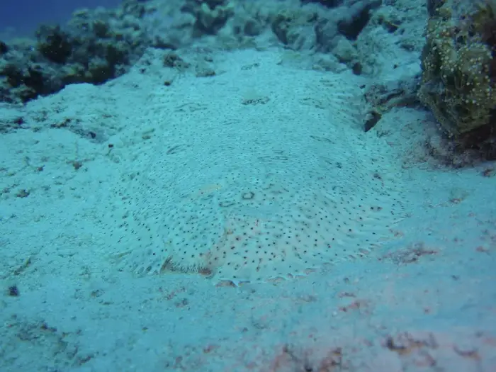Pardachirus marmoratus の写真 · ハルガダ近郊の紅海のリーフでダイバーが出会える種のひとつ