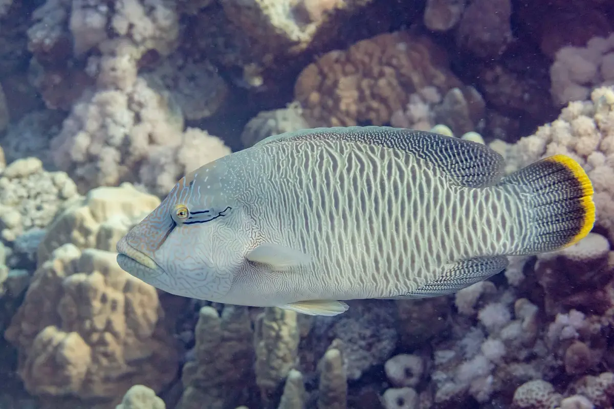 Aufnahme von Napoleon-Lippfisch, wissenschaftlicher Name Cheilinus undulatus, eine der Arten, denen Taucher an den Riffen im Roten Meer bei Hurghada begegnen