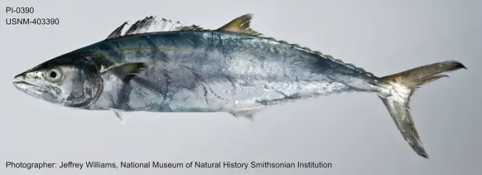 ヨコシマサワラ の写真 · 学名 Scomberomorus commerson · ハルガダ近郊の紅海のリーフでダイバーが出会える種のひとつ