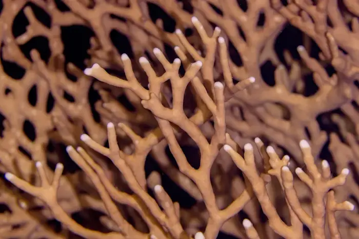 Millepora dichotoma の写真 · ハルガダ近郊の紅海のリーフでダイバーが出会える種のひとつ