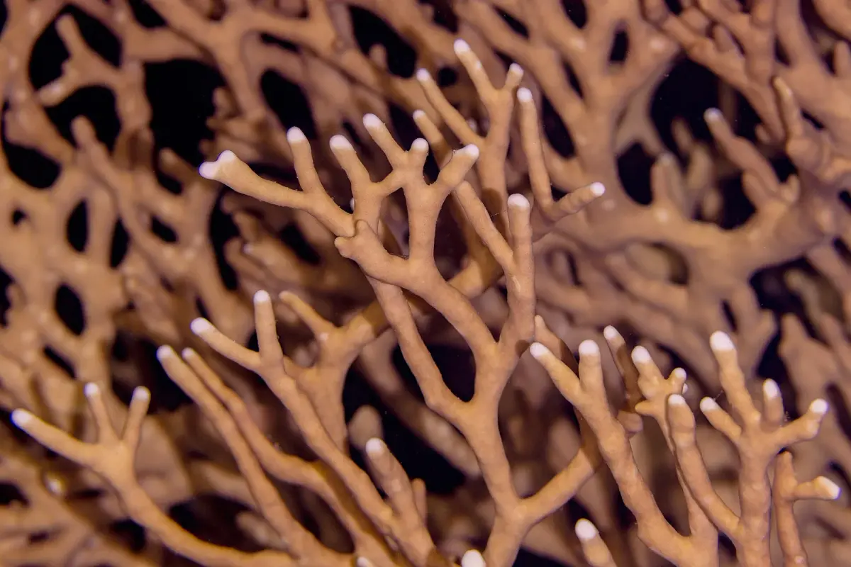 Millepora dichotoma 사진 · 후르가다 인근 홍해 산호초에서 다이버가 만나는 종 가운데 하나