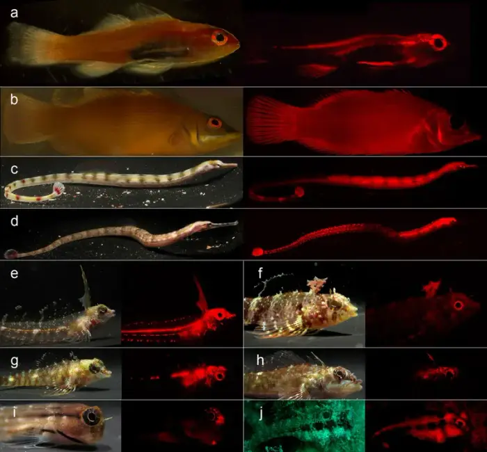 Corythoichthys flavofasciatus の写真 · ハルガダ近郊の紅海のリーフでダイバーが出会える種のひとつ