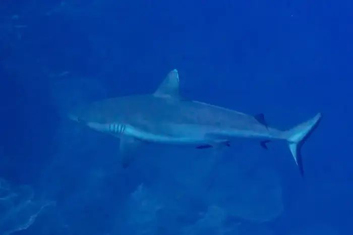 ヨゴレ の写真 · 学名 Carcharhinus longimanus · ハルガダ近郊の紅海のリーフでダイバーが出会える種のひとつ