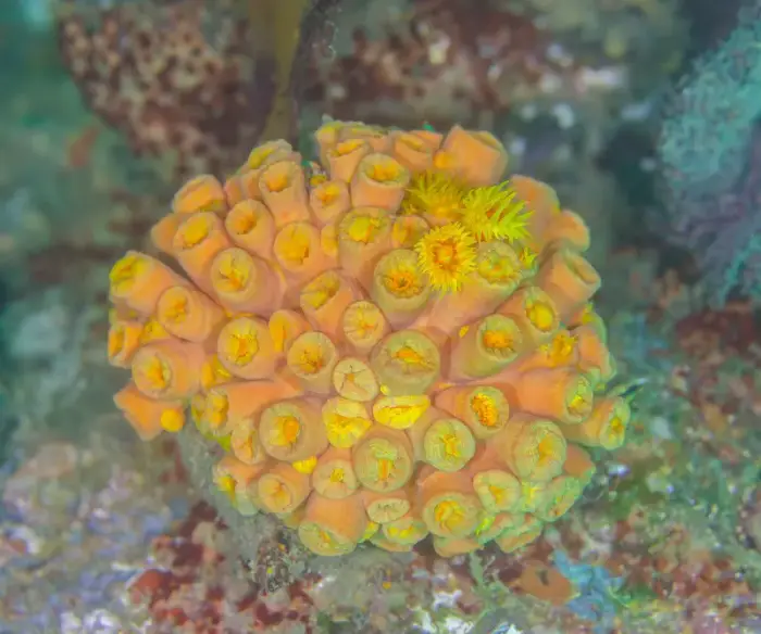 イボヤギ の写真 · 学名 Tubastraea coccinea · ハルガダ近郊の紅海のリーフでダイバーが出会える種のひとつ