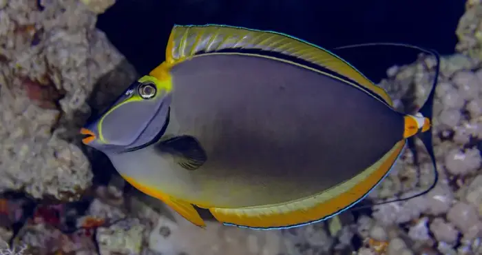 Naso elegans の写真 · ハルガダ近郊の紅海のリーフでダイバーが出会える種のひとつ