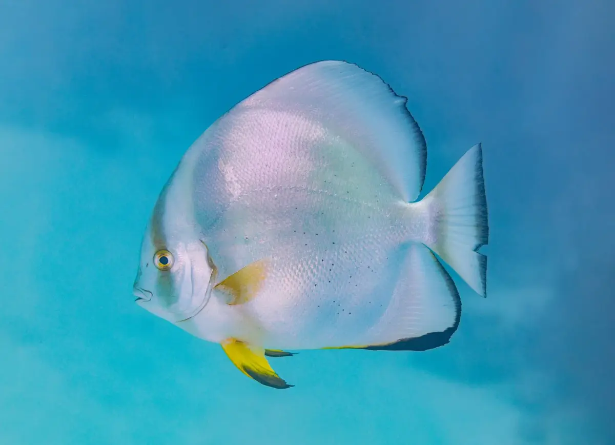 圓眼燕魚的照片，学名Platax orbicularis，是潜水员在赫尔格达附近红海珊瑚礁上可以遇见的物种之一