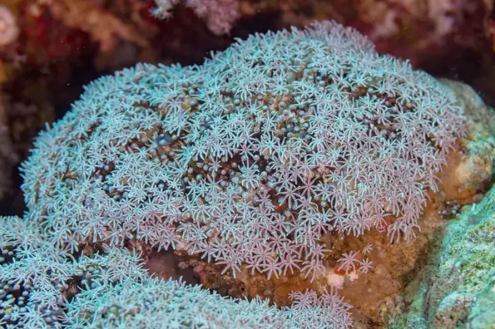 トゥビポラ・ムジカ の写真 · 学名 Tubipora musica · ハルガダ近郊の紅海のリーフでダイバーが出会える種のひとつ