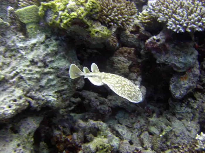 Torpedo panthera の写真 · ハルガダ近郊の紅海のリーフでダイバーが出会える種のひとつ