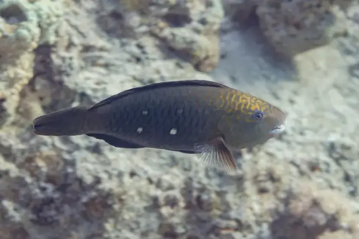 ハゲブダイ の写真 · 学名 Chlorurus sordidus · ハルガダ近郊の紅海のリーフでダイバーが出会える種のひとつ