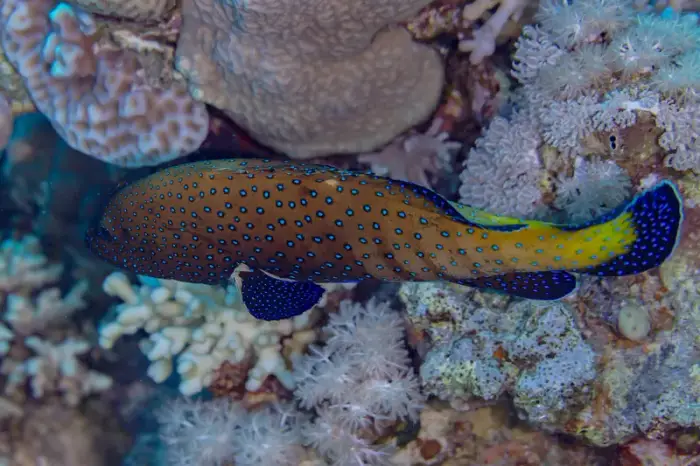 アオノメハタ の写真 · 学名 Cephalopholis argus · ハルガダ近郊の紅海のリーフでダイバーが出会える種のひとつ