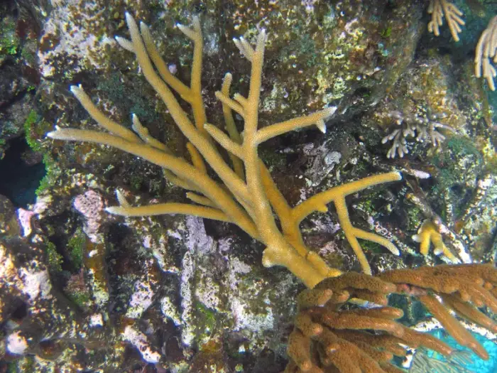 Acropora pharaonis の写真 · ハルガダ近郊の紅海のリーフでダイバーが出会える種のひとつ