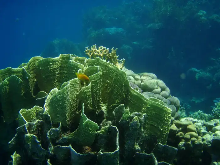 Millepora platyphylla の写真 · ハルガダ近郊の紅海のリーフでダイバーが出会える種のひとつ