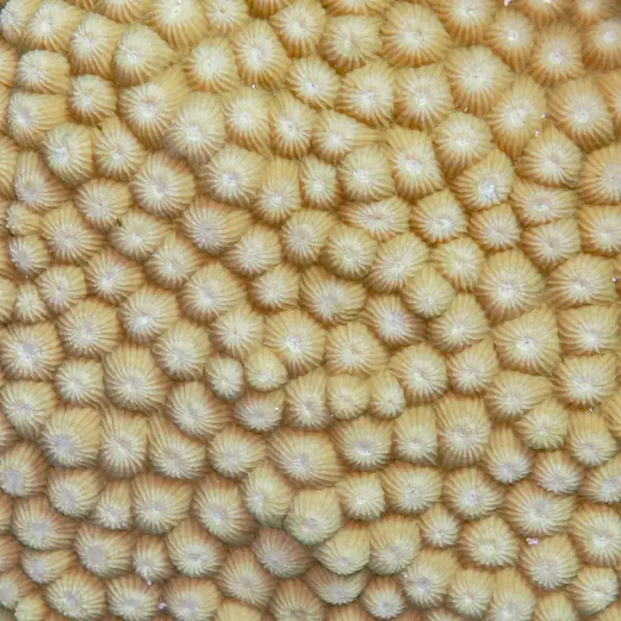 Astreopora myriophthalma の写真 · ハルガダ近郊の紅海のリーフでダイバーが出会える種のひとつ