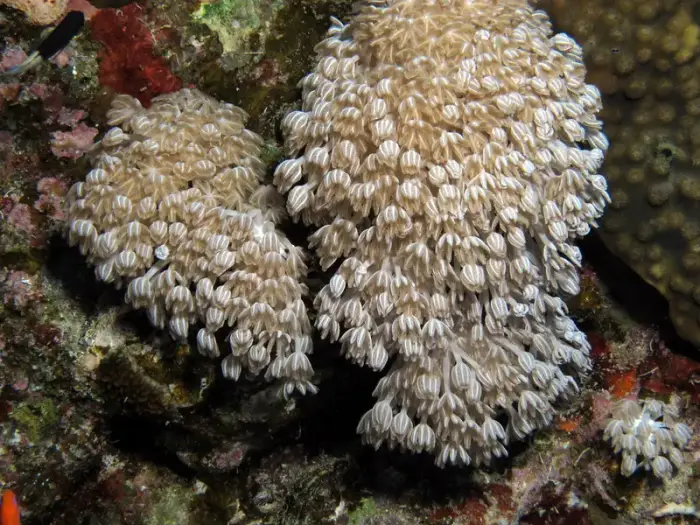 Heteroxenia fuscescens の写真 · ハルガダ近郊の紅海のリーフでダイバーが出会える種のひとつ