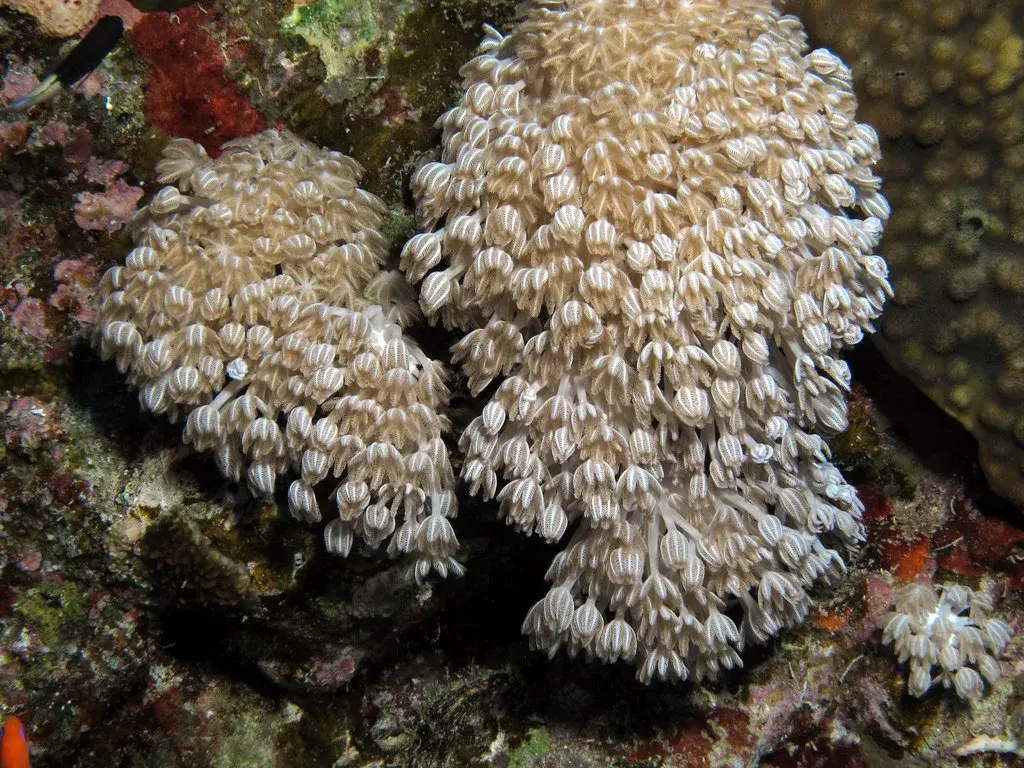 Aufnahme von Heteroxenia fuscescens, eine der Arten, denen Taucher an den Riffen im Roten Meer bei Hurghada begegnen