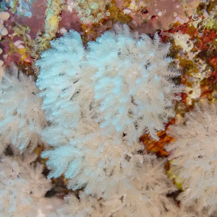 Xenia umbellata の写真 · ハルガダ近郊の紅海のリーフでダイバーが出会える種のひとつ