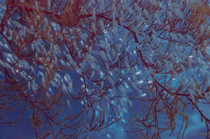 Parapriacanthus ransonneti の写真 · ハルガダ近郊の紅海のリーフでダイバーが出会える種のひとつ