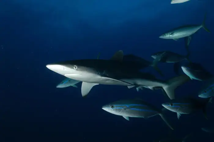 ツムブリ の写真 · 学名 Elagatis bipinnulata · ハルガダ近郊の紅海のリーフでダイバーが出会える種のひとつ
