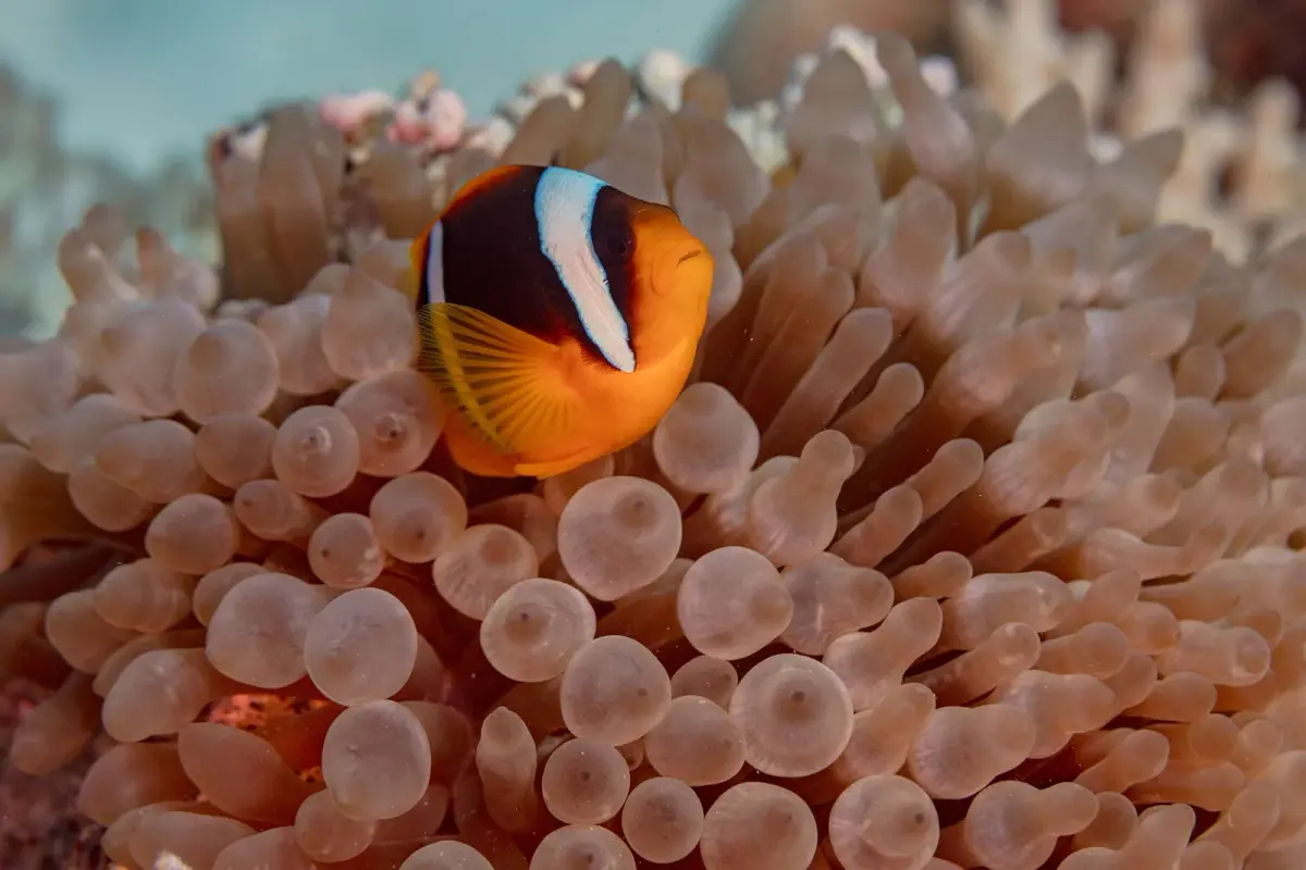 Aufnahme von Rotmeer-Anemonenfisch, wissenschaftlicher Name Amphiprion bicinctus, eine der Arten, denen Taucher an den Riffen im Roten Meer bei Hurghada begegnen