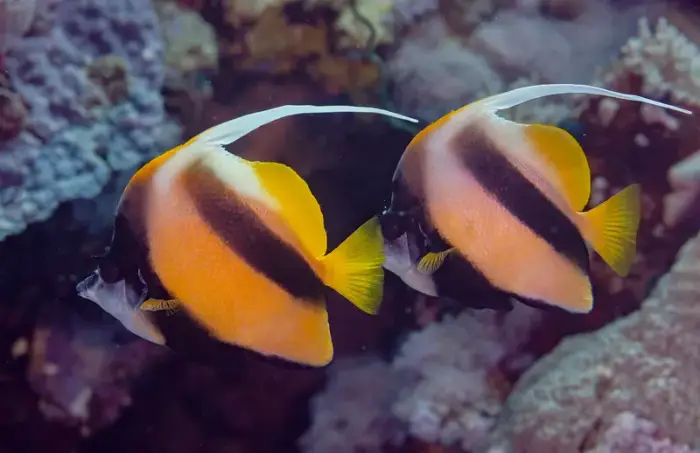 Heniochus intermedius の写真 · ハルガダ近郊の紅海のリーフでダイバーが出会える種のひとつ