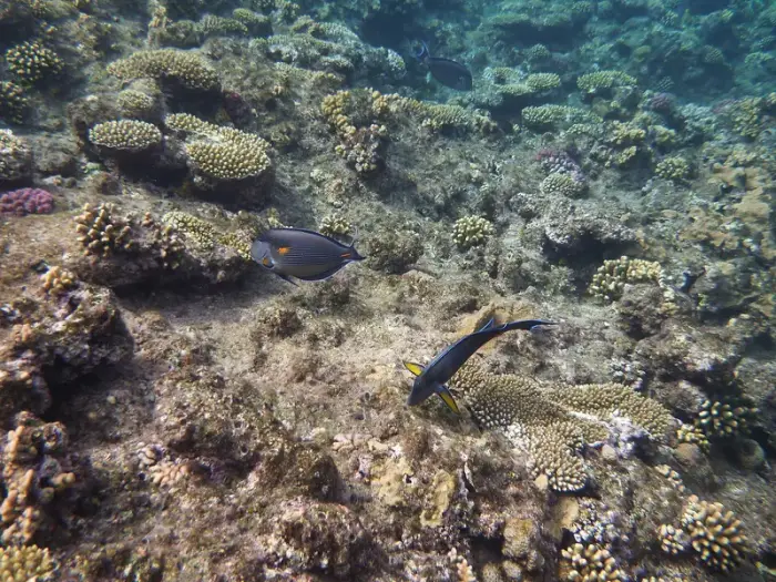 Anthozoa (többféle faj) の写真 · ハルガダ近郊の紅海のリーフでダイバーが出会える種のひとつ
