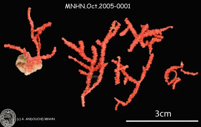 Melithaea erythraea の写真 · ハルガダ近郊の紅海のリーフでダイバーが出会える種のひとつ