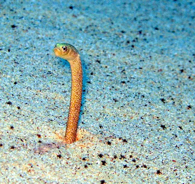 Gorgasia sillneri の写真 · ハルガダ近郊の紅海のリーフでダイバーが出会える種のひとつ